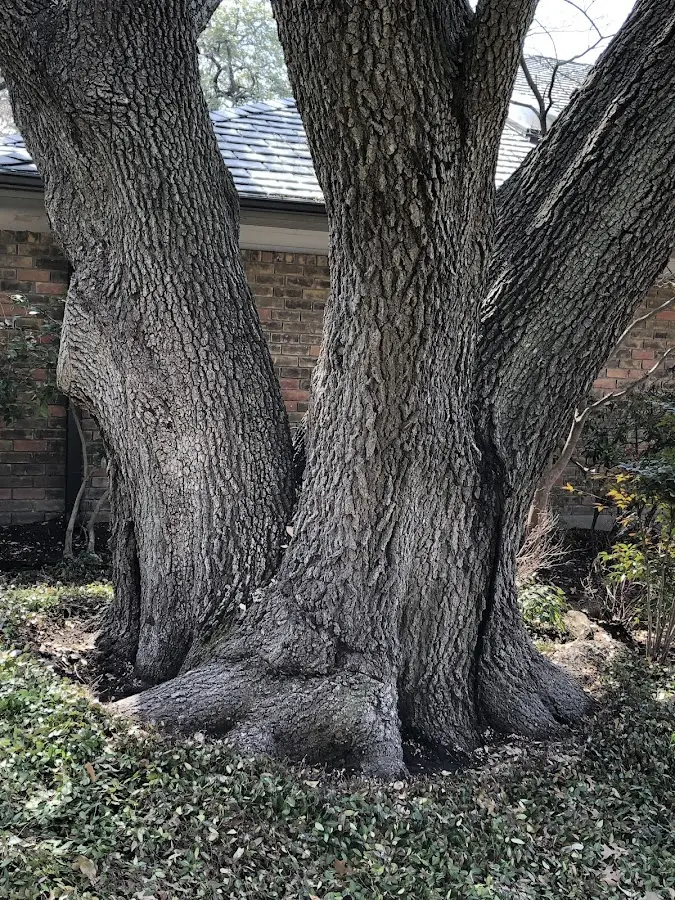 Mature heritage tree close to a Worthington property cared for by certified arborists